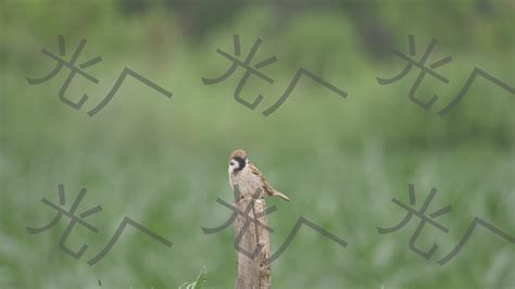 麻雀 巢|麻雀